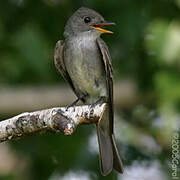 Eastern Wood Pewee