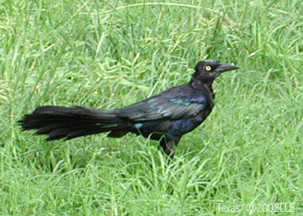 Great-tailed Grackle