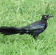 Great-tailed Grackle