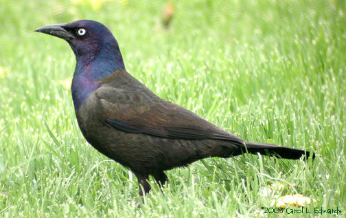 Common Grackle