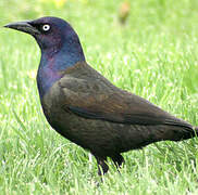 Common Grackle