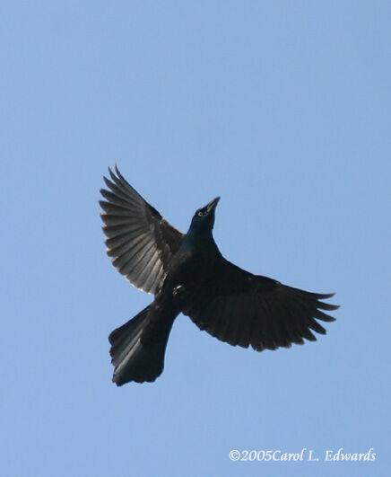 Common Grackle