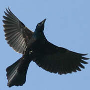 Common Grackle