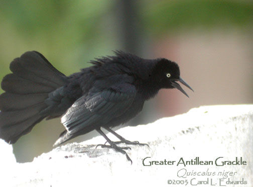 Greater Antillean Grackle