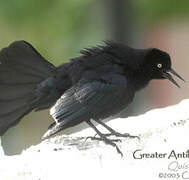 Greater Antillean Grackle