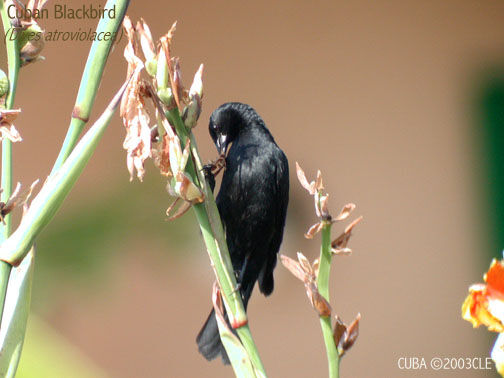 Cuban Blackbird