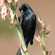 Cuban Blackbird