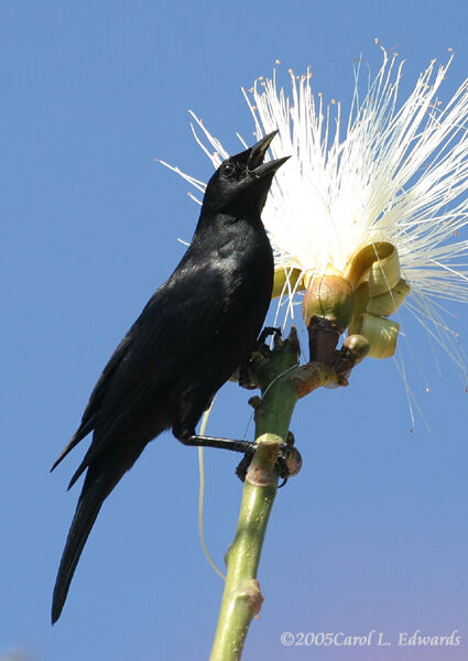 Cuban Blackbird