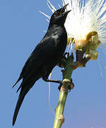 Cuban Blackbird