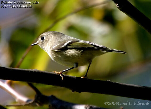 Ruby-crowned Kinglet