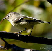 Ruby-crowned Kinglet