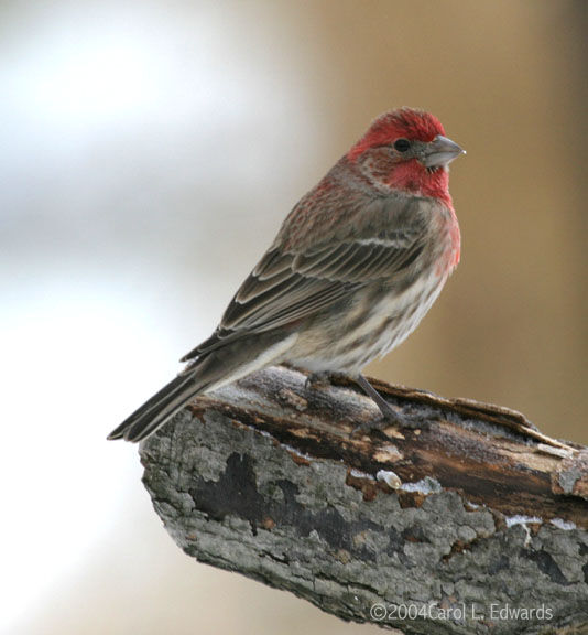 House Finch