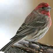 House Finch