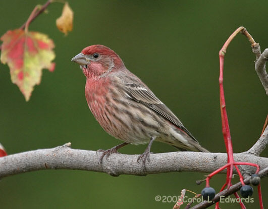 House Finch