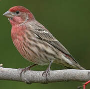 House Finch