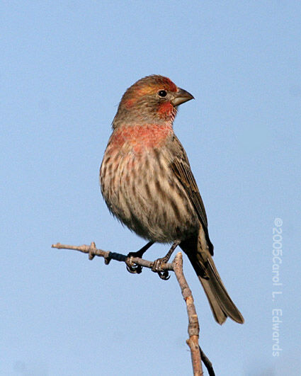 House Finch