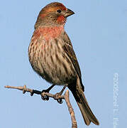 House Finch