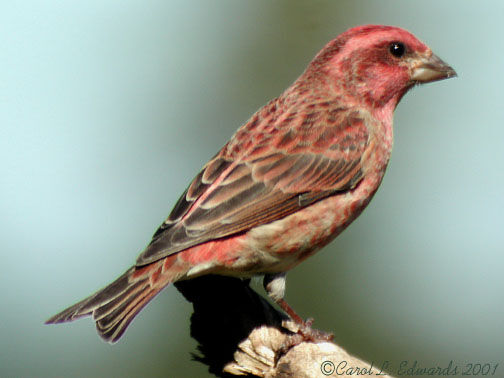 Purple Finch