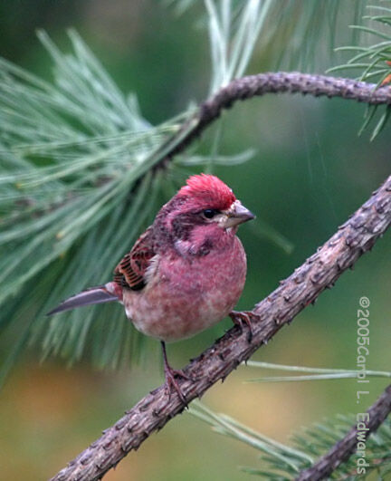 Purple Finch