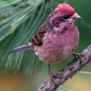 Purple Finch