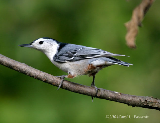 White-breasted Nuthatch