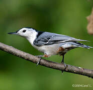 White-breasted Nuthatch