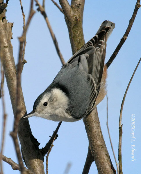 White-breasted Nuthatch