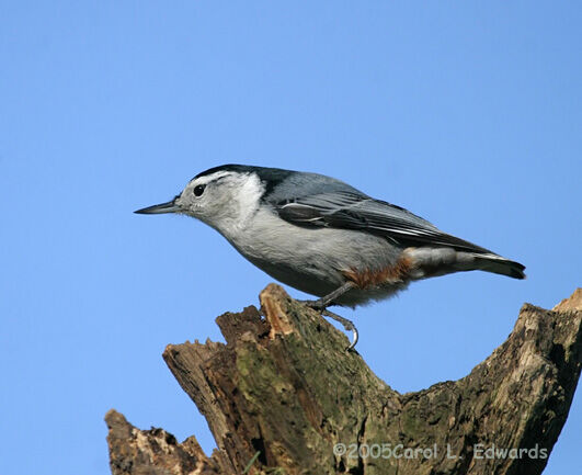 White-breasted Nuthatch