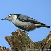 White-breasted Nuthatch