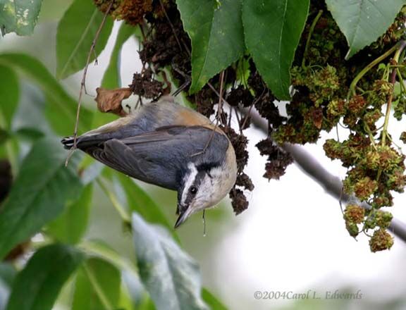 Red-breasted Nuthatch