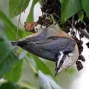 Red-breasted Nuthatch