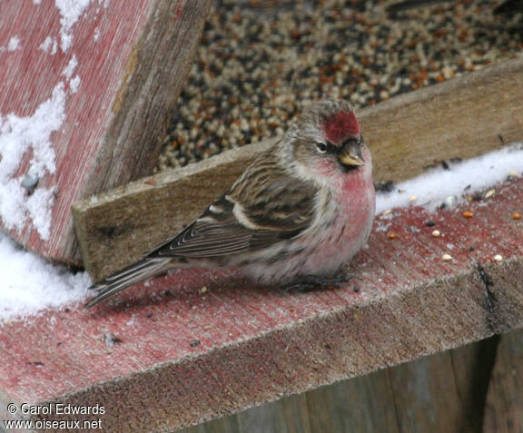 Common Redpoll