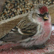 Common Redpoll