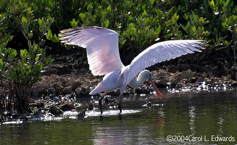 Roseate Spoonbill