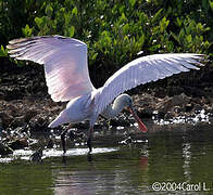 Roseate Spoonbill