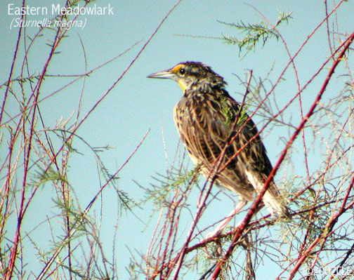 Eastern Meadowlark