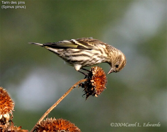 Pine Siskin