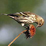 Pine Siskin