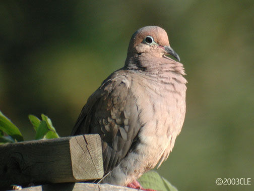 Mourning Dove