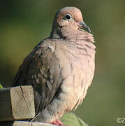 Mourning Dove