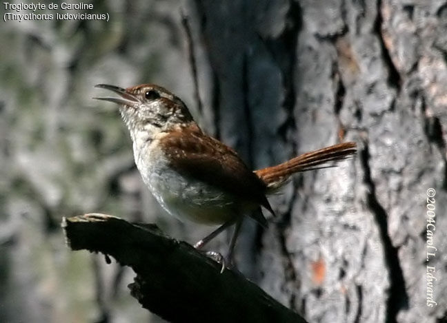 Carolina Wren