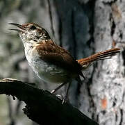 Carolina Wren