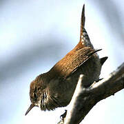 House Wren