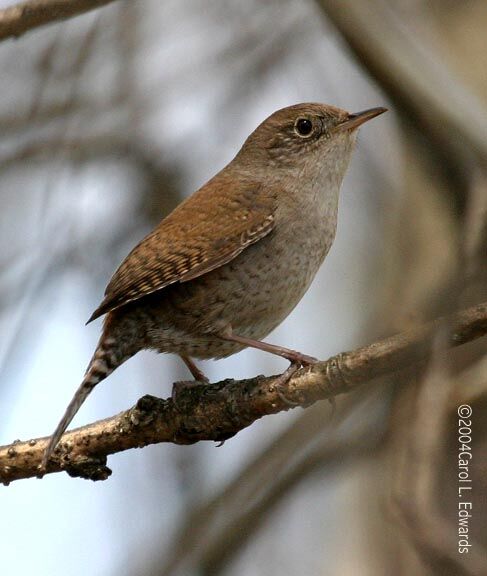 House Wren