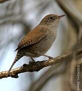 House Wren