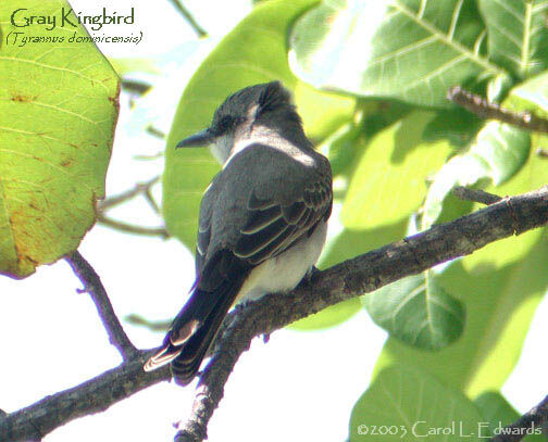 Grey Kingbird