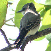 Grey Kingbird