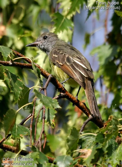 Great Crested Flycatcher