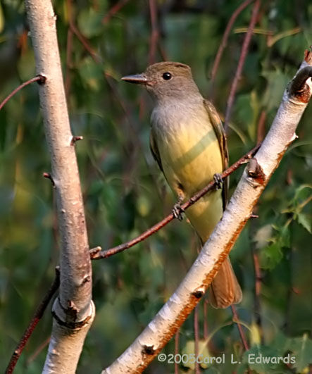 Great Crested Flycatcher