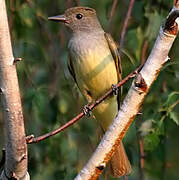 Great Crested Flycatcher